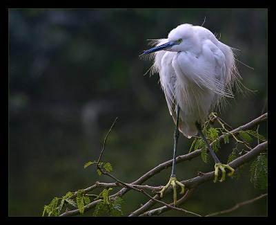 Little Egret 02