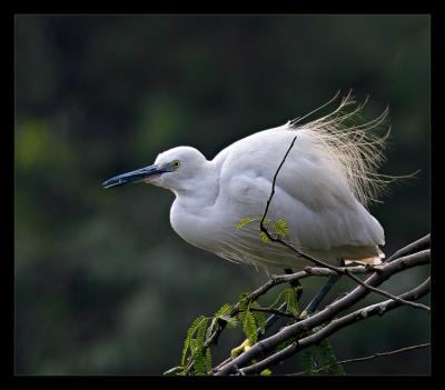 Little Egret 03