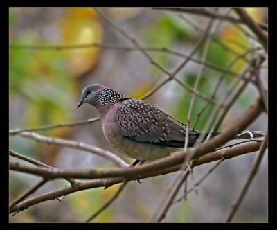 Spotted Dove