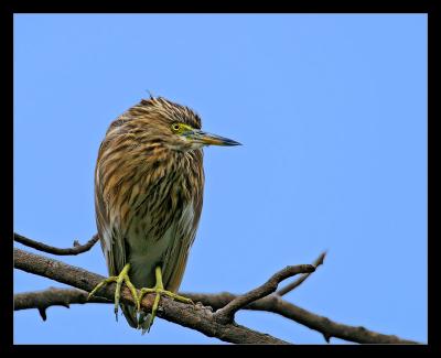 Pond Heron 01