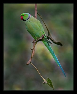 Rose Ringed Parakeet