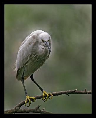 Little Egret 04