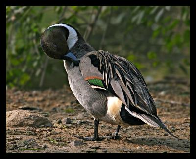 Pin Tail Duck 3