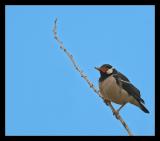 Pied Starling 1