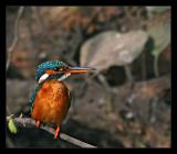 Small Blue Kingfisher 1