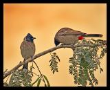 Red Vented Bulbuls