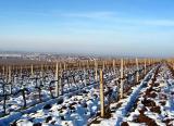 Vineyard