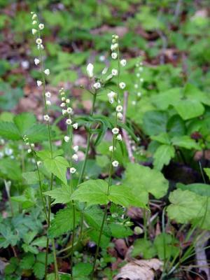 Twoleaf Miterwort 1