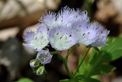 Fringed Phacelia 2