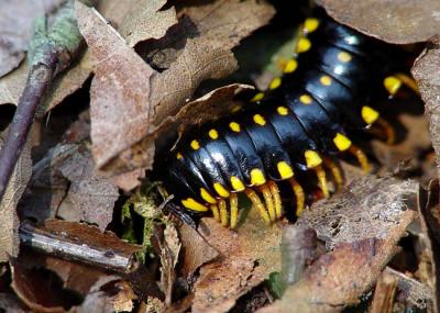 Yellow Spotted Millipede