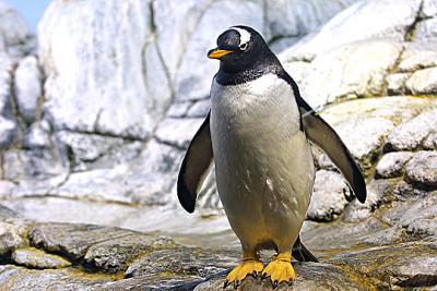 Penguin at Zoo s.jpg