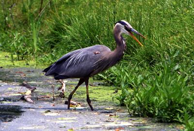 Heron-Swallows fish s.jpg