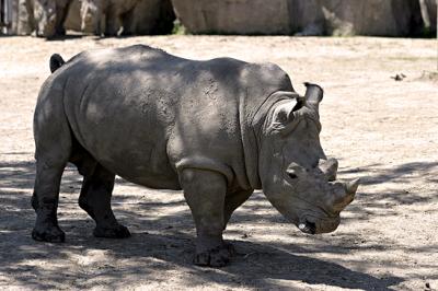  Rhino s.jpg