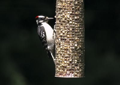 u15/waymire/medium/38842108.HParkHairyWoodpeckerCDs.jpg