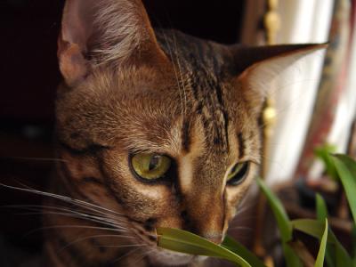 Ethel Sniffing Orchid