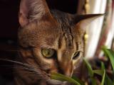 Ethel Sniffing Orchid