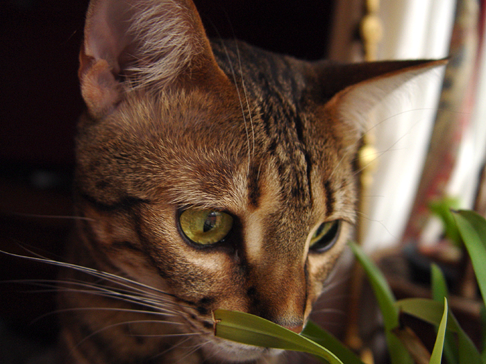 Ethel Sniffing Orchid