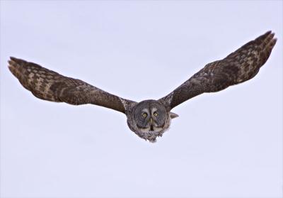 u15/wendybeard/medium/38841938.flying.jpg
