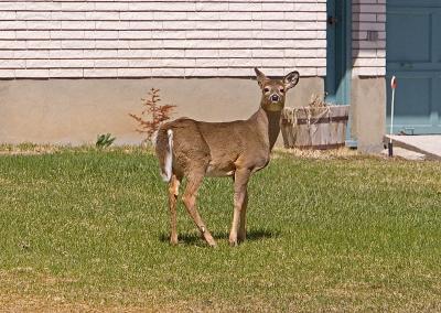 10-APR-2005deer