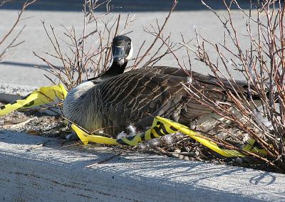11-APR-2005nesting
