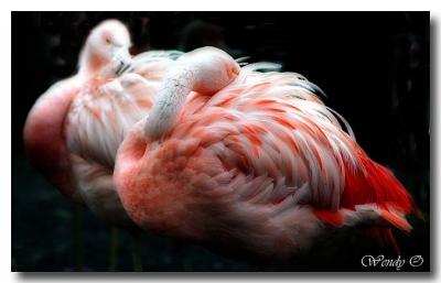 Flamingo and Friend