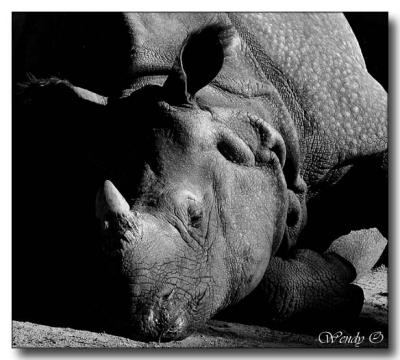 Sleepy Rhino