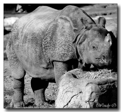 Hungry Rhino