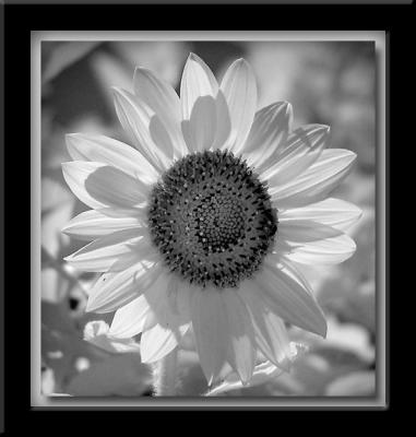 Sunflower (infrared)