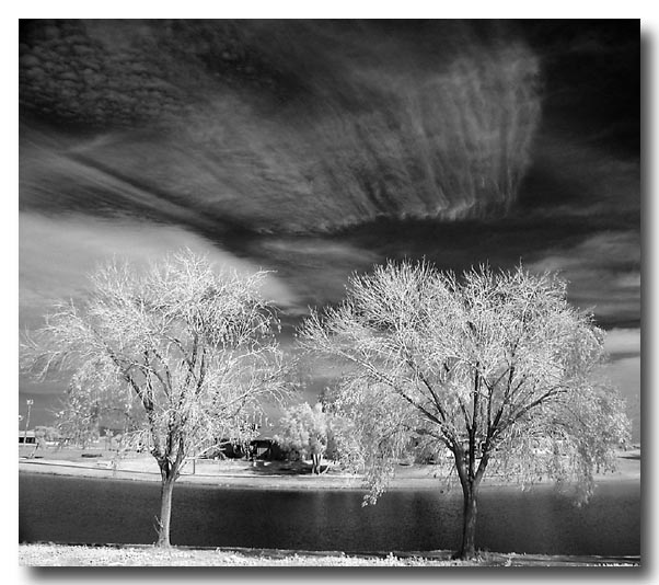 Trees & Wispy Clouds