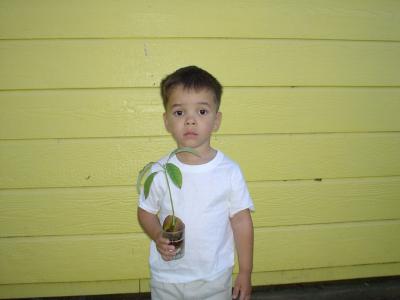 Cooper and his Avocado tree