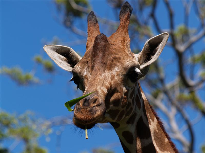 Giraffe