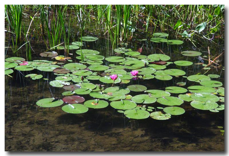 Floating Lilies