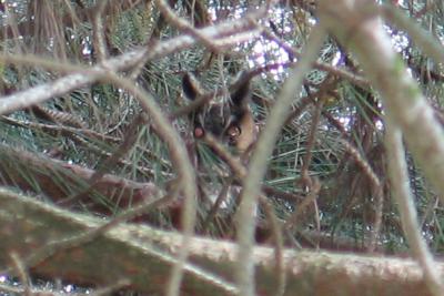 Long-eared Owl at Ed Levin