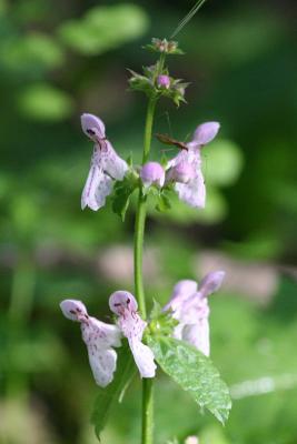 Hedge-Nettle with Stilt Bug