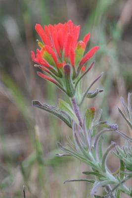 Indian Paintbrush (Castilleja)