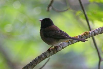 Dark-eyed Junco