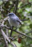 Blue-gray Gnatcatcher