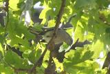 Blue-gray Gnatcatcher