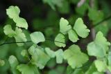 California Maidenhair (Adiantum jordanii)