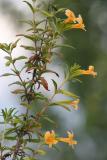 Sticky Monkey Flower (Mimulus aurantiacus)
