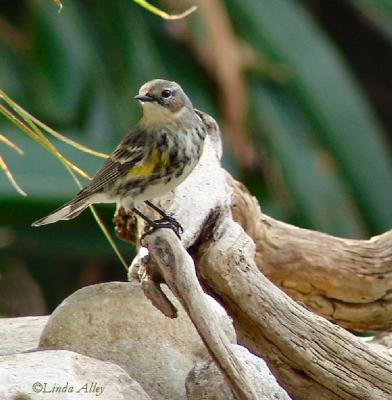 yellow-rumped warbler