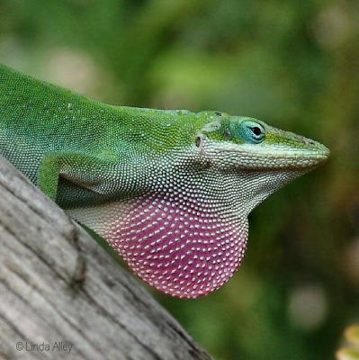 anole displaying dewlap