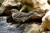 yellow-rumped