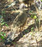 plain chachalaca