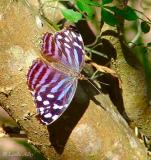 mexican bluewing