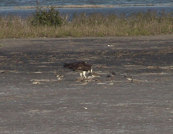 osprey turnstones