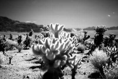 Cholla-IR.jpg