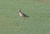 Buff Breasted Sandpiper