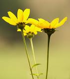 Wildflowers on Kimseys Run Road