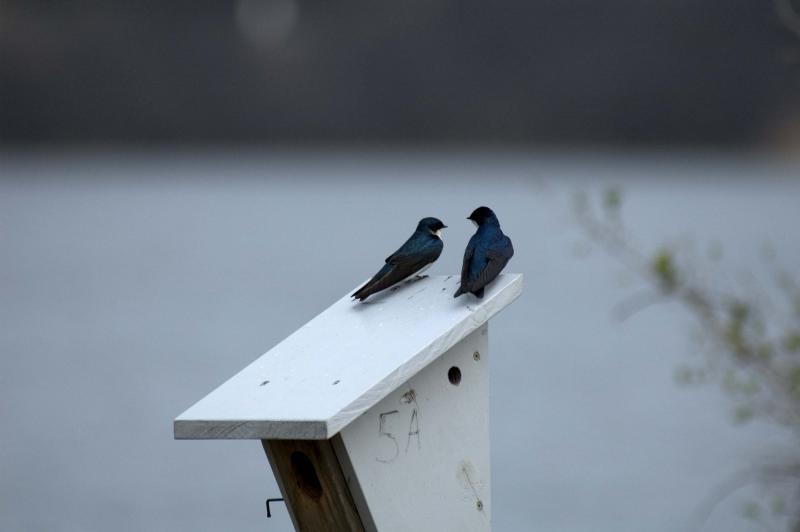 Two love birds